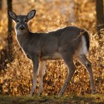 article image - Pennsylvania Daily Life